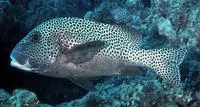 Harlequin sweetlips (Plectorhinchus chaetodonoides)
