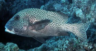 Harlequin sweetlips (Plectorhinchus chaetodonoides)