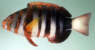 Harlequin tuskfish (Choerodon fasciatus)