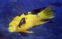 Harlequin wrasse (Bodianus eclancheri)