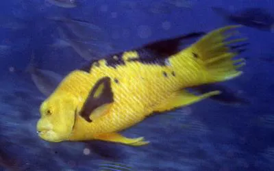Harlequin wrasse (Bodianus eclancheri)