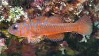Harlot pygmy goby (Trimma fucatum)