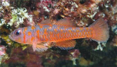 Harlot pygmy goby (Trimma fucatum)