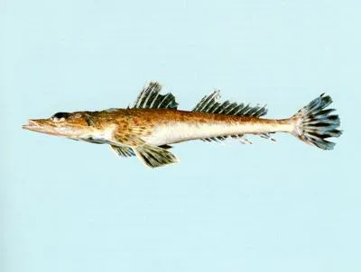 Harris's flathead (Inegocia harrisii)