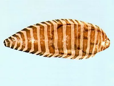 Harrowed sole (Zebrias cancellatus)