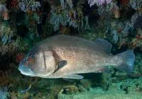 Harry hotlips (Plectorhinchus gibbosus)