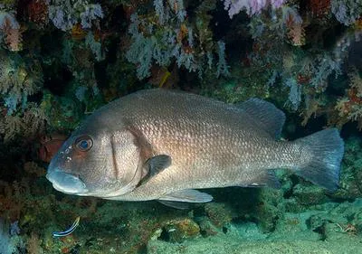 Harry hotlips (Plectorhinchus gibbosus)