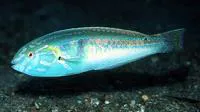 Hartzfeld's wrasse (Halichoeres hartzfeldii)