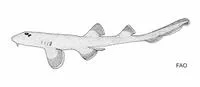Hasselt's bambooshark (Chiloscyllium hasseltii)