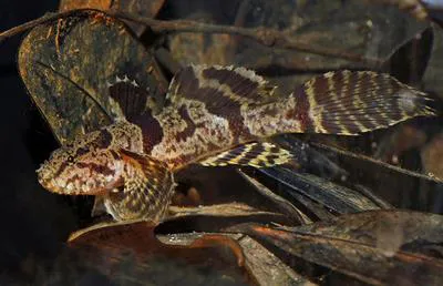 Hasselt's goby (Callogobius hasseltii)