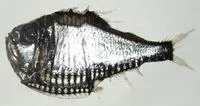 Hatchetfish (Argyropelecus gigas)