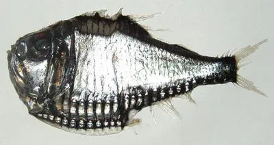 Hatchetfish (Argyropelecus gigas)