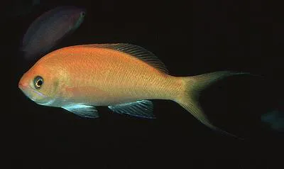 Hawaiian anthias (Pseudanthias thompsoni)