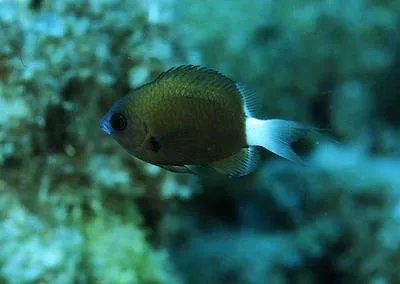Hawaiian bicolor chromis (Chromis hanui)