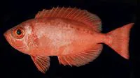 Hawaiian bigeye (Priacanthus meeki)