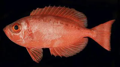 Hawaiian bigeye (Priacanthus meeki)