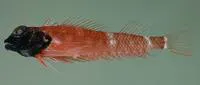 Hawaiian blackhead triplefin (Enneapterygius atriceps)