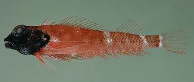 Hawaiian blackhead triplefin (Enneapterygius atriceps)