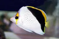 Hawaiian butterflyfish (Chaetodon tinkeri)