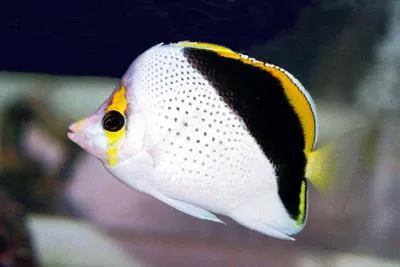 Hawaiian butterflyfish (Chaetodon tinkeri)