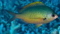 Hawaiian chromis (Chromis ovalis)
