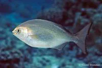 Hawaiian chub (Kyphosus hawaiiensis)