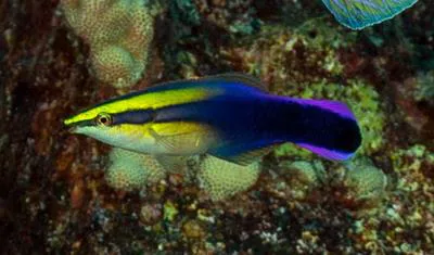 Hawaiian cleaner wrasse (Labroides phthirophagus)