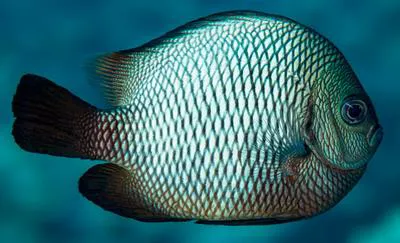 Hawaiian dascyllus (Dascyllus albisella)