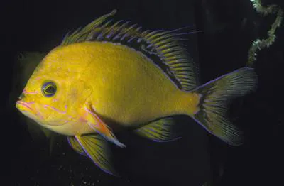 Hawaiian deep anthias (Odontanthias fuscipinnis)