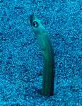 Hawaiian garden eel (Gorgasia hawaiiensis)
