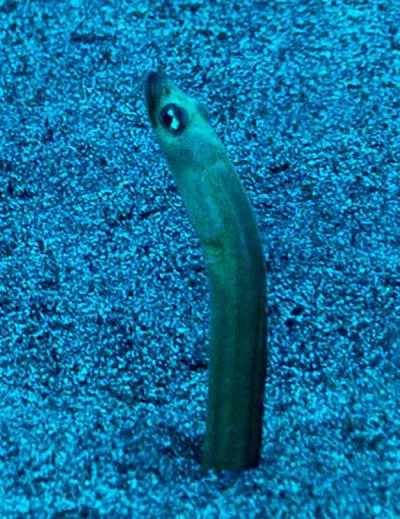 Hawaiian garden eel (Gorgasia hawaiiensis)