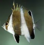 Hawaiian gold-barred butterflyfish (Roa excelsa)
