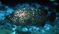 Hawaiian grouper (Hyporthodus quernus)