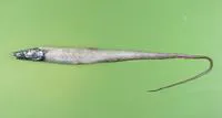 Hawaiian halosaurid fish (Aldrovandia phalacra)