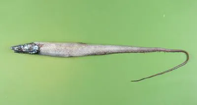 Hawaiian halosaurid fish (Aldrovandia phalacra)