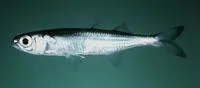 Hawaiian Islands silverside (Atherinomorus insularum)