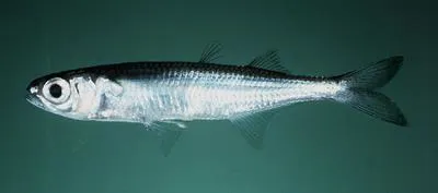 Hawaiian Islands silverside (Atherinomorus insularum)