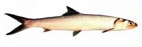 Hawaiian ladyfish (Elops hawaiensis)