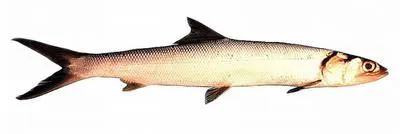 Hawaiian ladyfish (Elops hawaiensis)