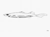 Hawaiian lanternshark (Etmopterus villosus)