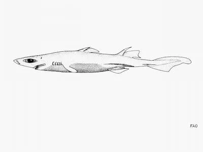 Hawaiian lanternshark (Etmopterus villosus)