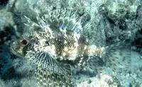 Hawaiian lionfish (Dendrochirus barberi)