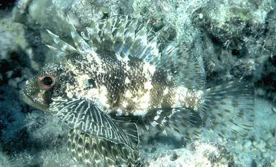 Hawaiian lionfish (Dendrochirus barberi)