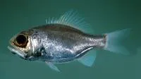 Hawaiian luminous roughy (Aulotrachichthys heptalepis)