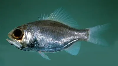 Hawaiian luminous roughy (Aulotrachichthys heptalepis)