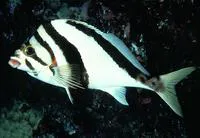 Hawaiian morwong (Cheilodactylus vittatus)