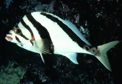 Hawaiian morwong (Cheilodactylus vittatus)