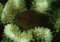 Hawaiian orbicular velvetfish (Caracanthus typicus)