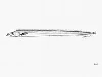 Hawaiian ridge scabbardfish (Lepidopus calcar)