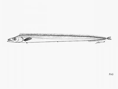 Hawaiian ridge scabbardfish (Lepidopus calcar)